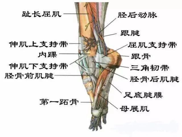 足跟痛很常见,表现为久站或久行走所出现足跟内侧或外侧的疼痛,足跟