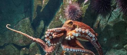 世界上13种最奇怪的深海生物,从令人难以置信的水下物种到水下墓地