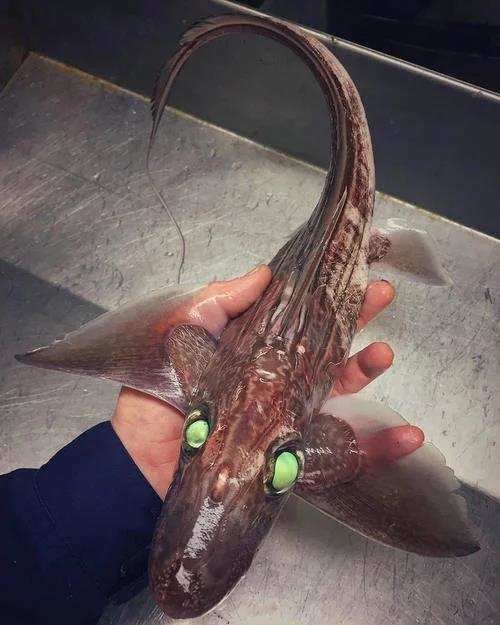 世界上13种最奇怪的深海生物,从令人难以置信的水下物种到水下墓地