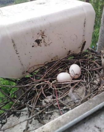 斑鸠来我家筑巢,三个月记录下了小鸟从孵化到起飞全程
