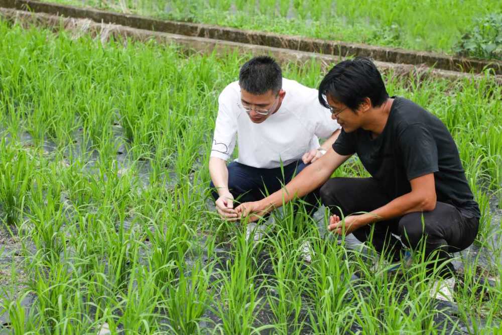 探索旱稻种植,海曙在全市率先试点可降解膜种植技术