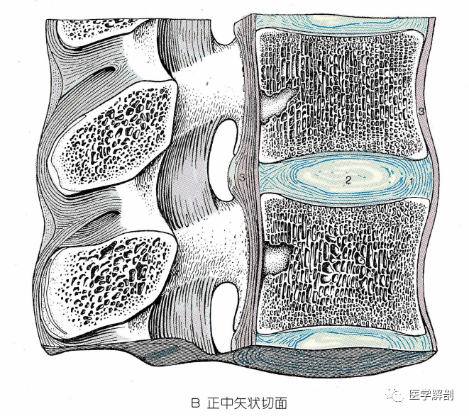 椎间盘表面覆盖透明软骨(椎体骺的遗迹,与椎体构成透明软骨结合.