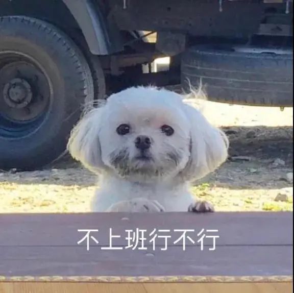 表情包|只想做你一个人的舔狗