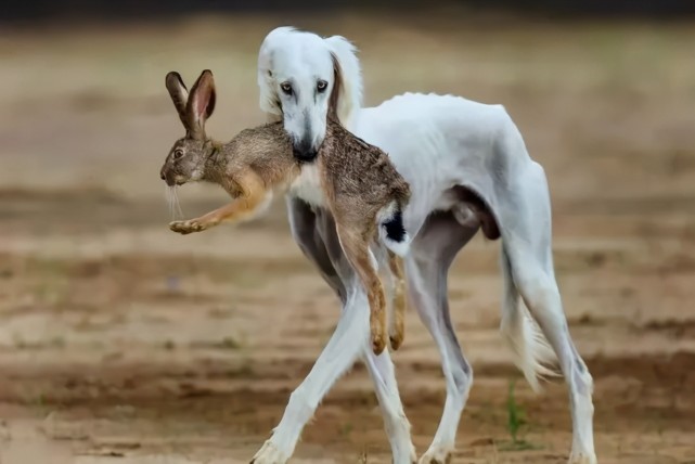 寻根问祖系列(68:萨路基犬(saluki)