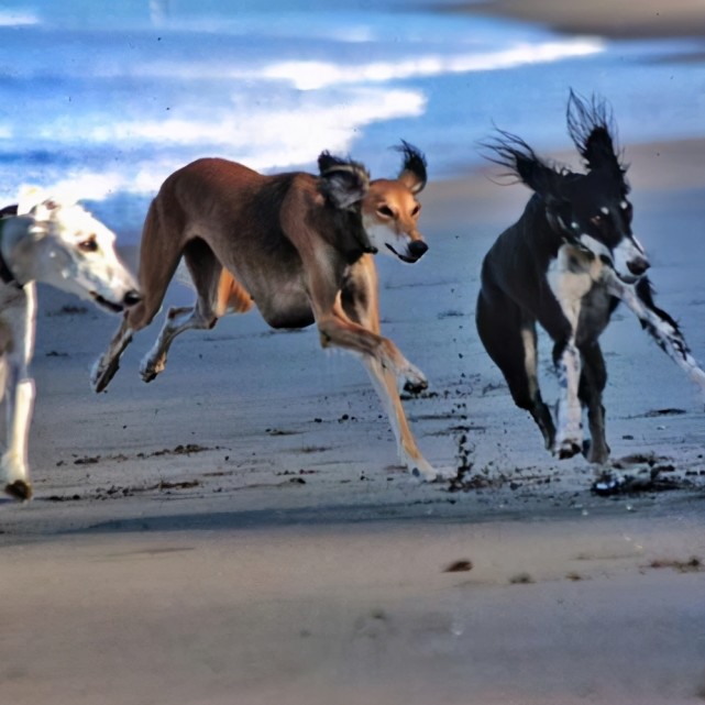 寻根问祖系列(68):萨路基犬(saluki)