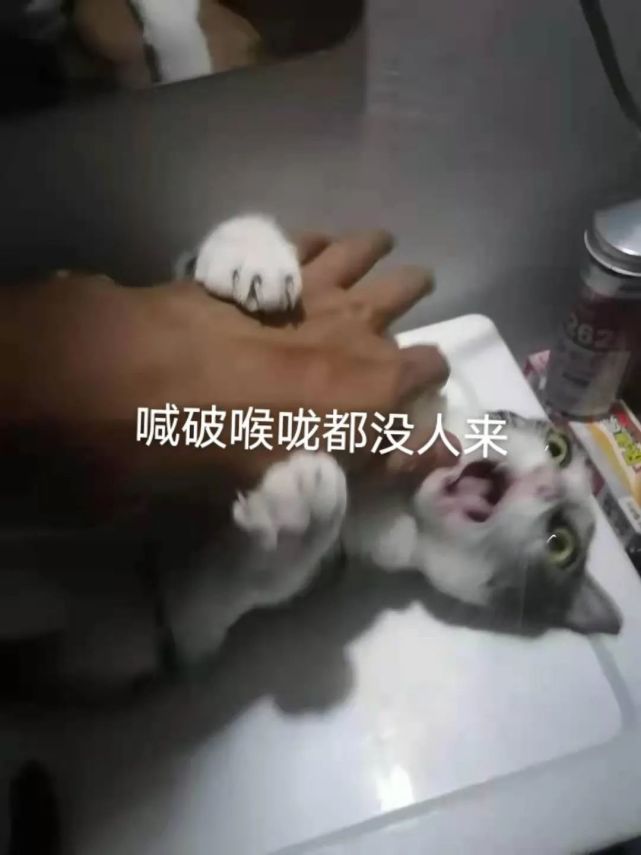 猫咪被主人掐住喉咙后惨叫,这表情我差点就信了