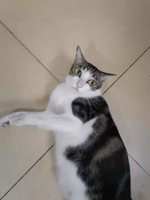 猫咪被主人掐住喉咙后惨叫,这表情我差点就信了