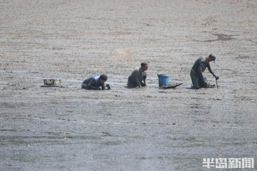 青岛沧口白泥地公园:淤泥滩里挖缢蛏