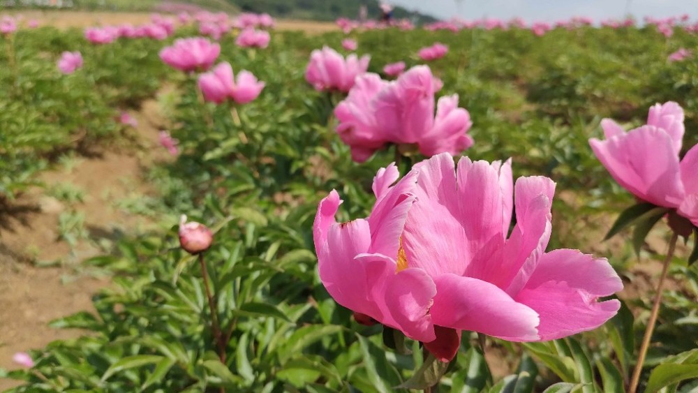 辽源市首届芍药花节开幕!