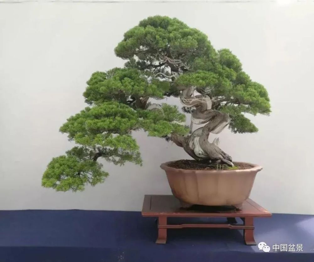 台湾真柏   花心思盆景(金奖)