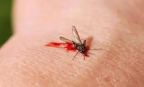 趣知识:如何更好的拍死蚊子?