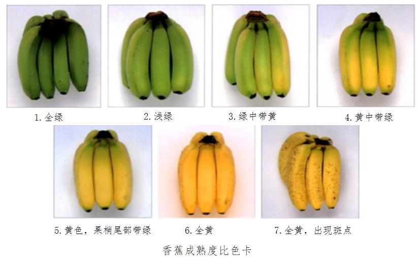 这5种香蕉你能否区分?
