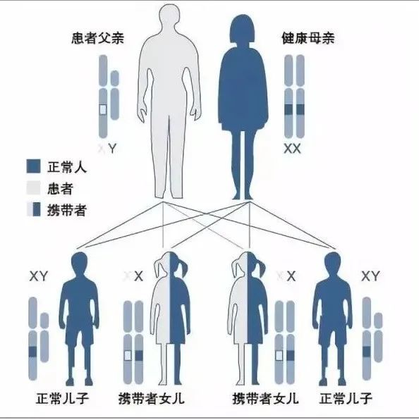 这两种类型的血友病患者男性会将正常的y染色体遗传给他的儿子,而将