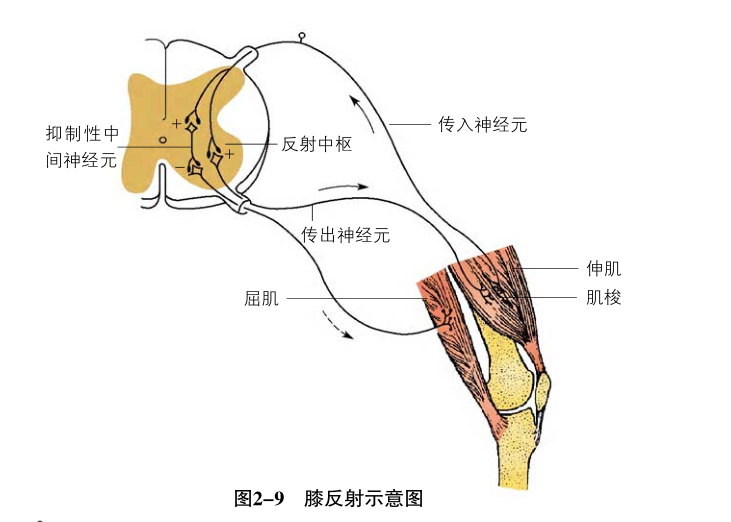 【教学参考】膝跳反射真的只有两个神经元参与吗?