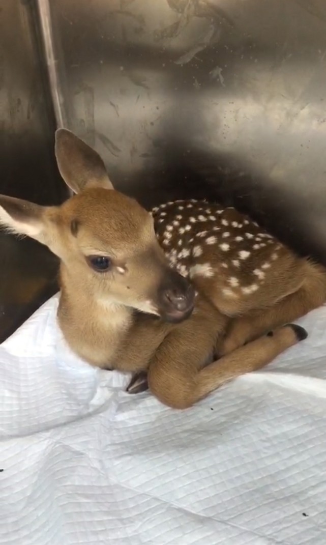 日,这只刚出生的小鹿被热心居民和大连野境志愿者团队的志愿者们救起