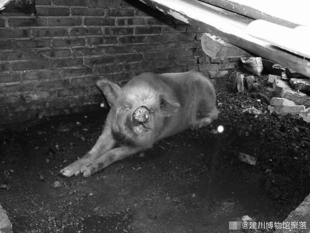 猪坚强16日晚10时去世 距离获救13周年仅差1个多小时