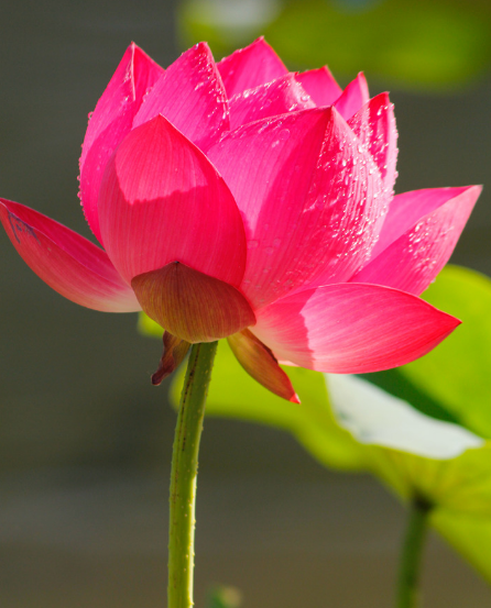 6月18日开始,4属相迎贵人,接横财,大富大贵,幸福如意