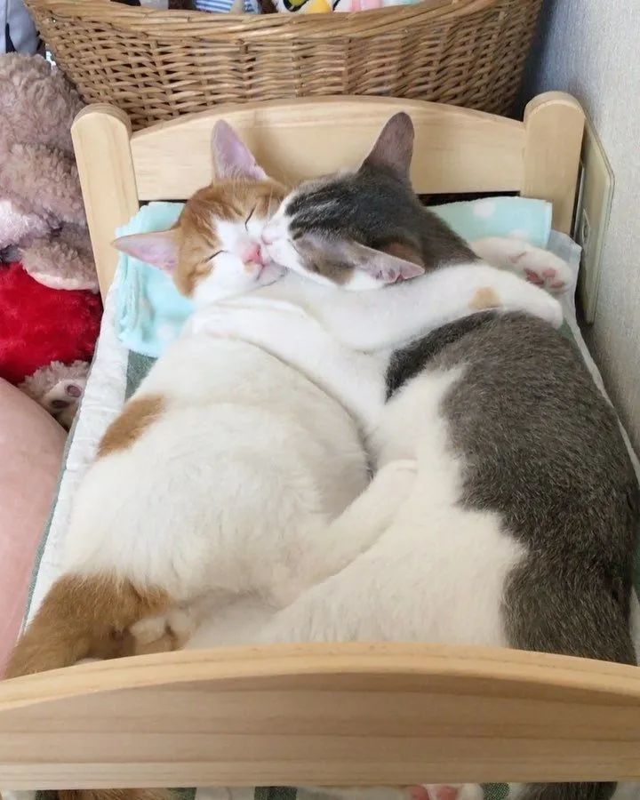 感情介么好的两只猫了每天互相舔毛亲亲暗中观察打扮得萌萌哒噢对了