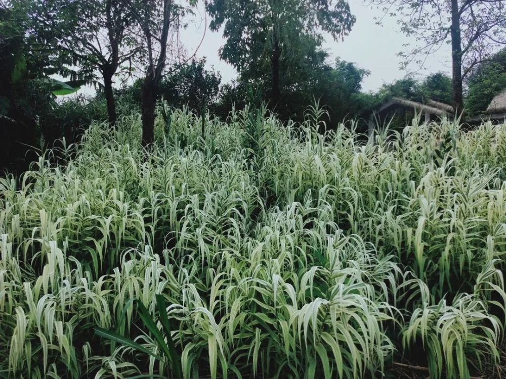 芙蓉花开简谱_芙蓉花开披肩图解