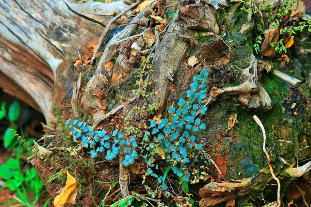 远古种子吐露有花植物进化之谜