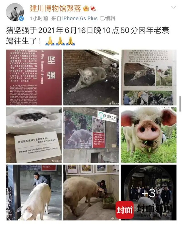 14岁高龄"猪坚强"因年老衰竭离世|猪坚强|建川博物馆