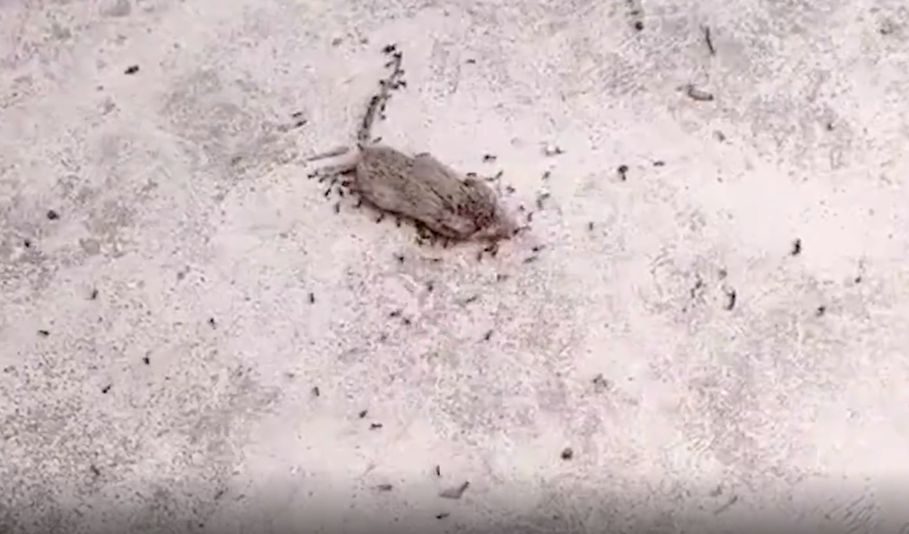 山东安丘发生的神奇一幕蚂蚁把成年老鼠咬死了怎么回事