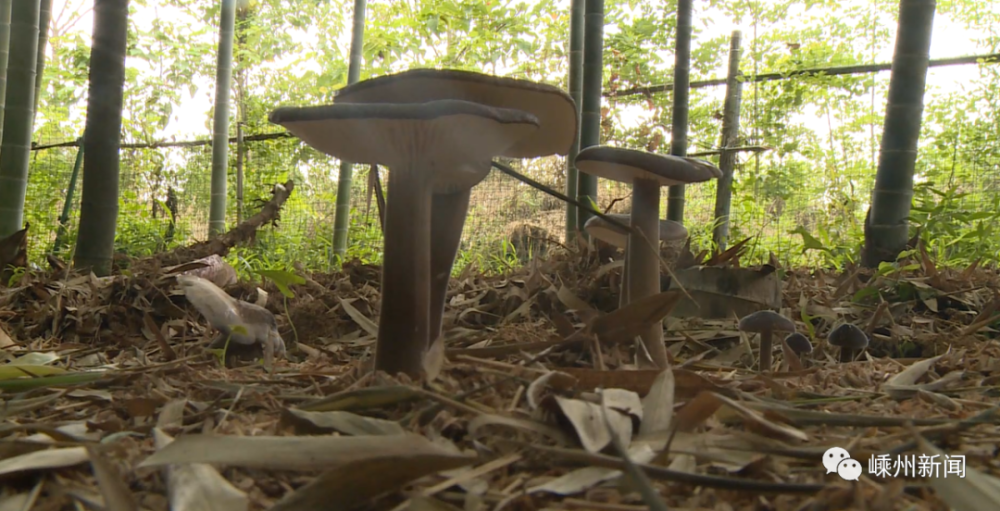这种菌菇生的也能吃～种在竹林里,嵊州每天只产10多斤
