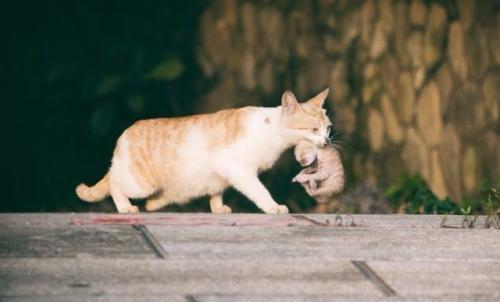 为什么母猫会把幼崽藏起来?其实原因有这些