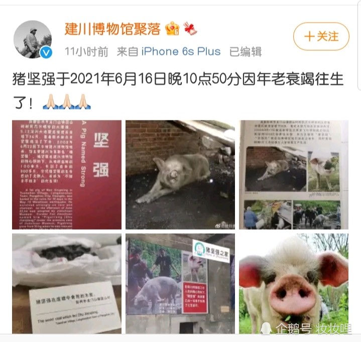猪坚强离世,可能会被做成标本?
