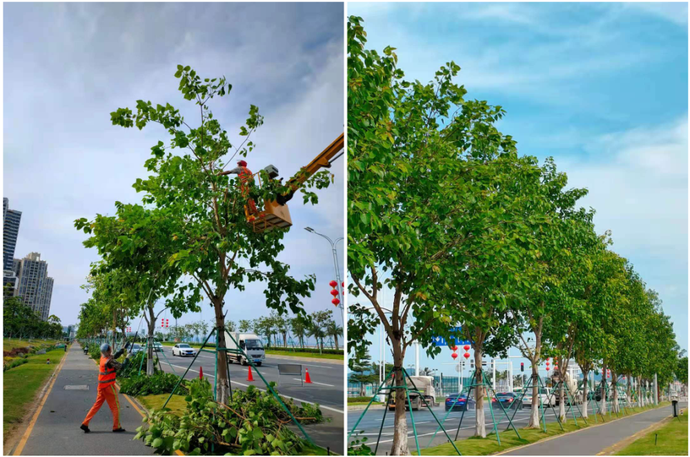"绣"剪绿化树木,美化城市环境