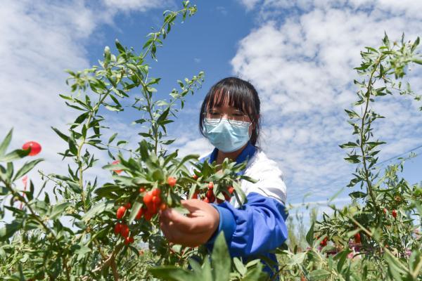 宁夏中宁头茬枸杞进入采摘期