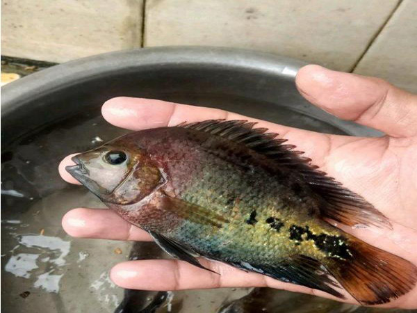 钓到一条