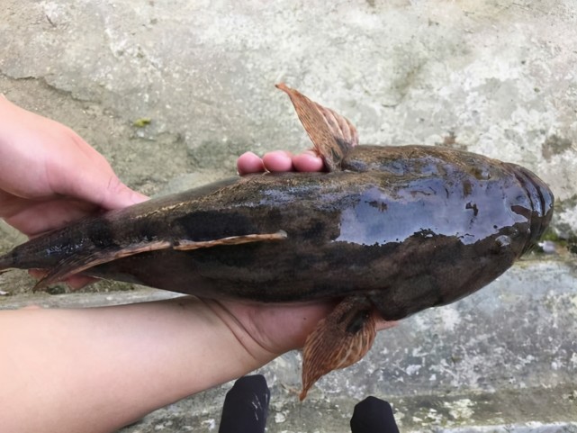 湖南钓鱼人钓获巨型"虎头鲨,钓友:太大了,还能吃吗
