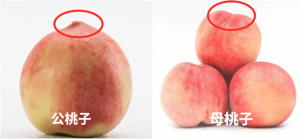 桃子也分公母?"公桃子"更甜?买桃子牢记5字口诀,桃子熟又甜