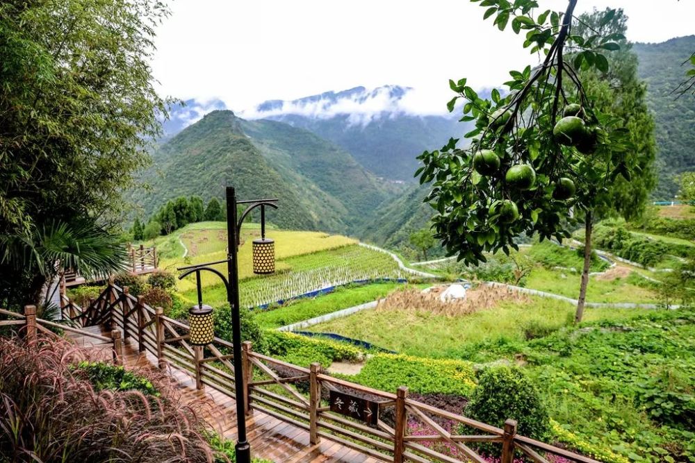 地址:播州区平正乡草王坝村大发天渠景区「百里杜鹃闻花香 花都里