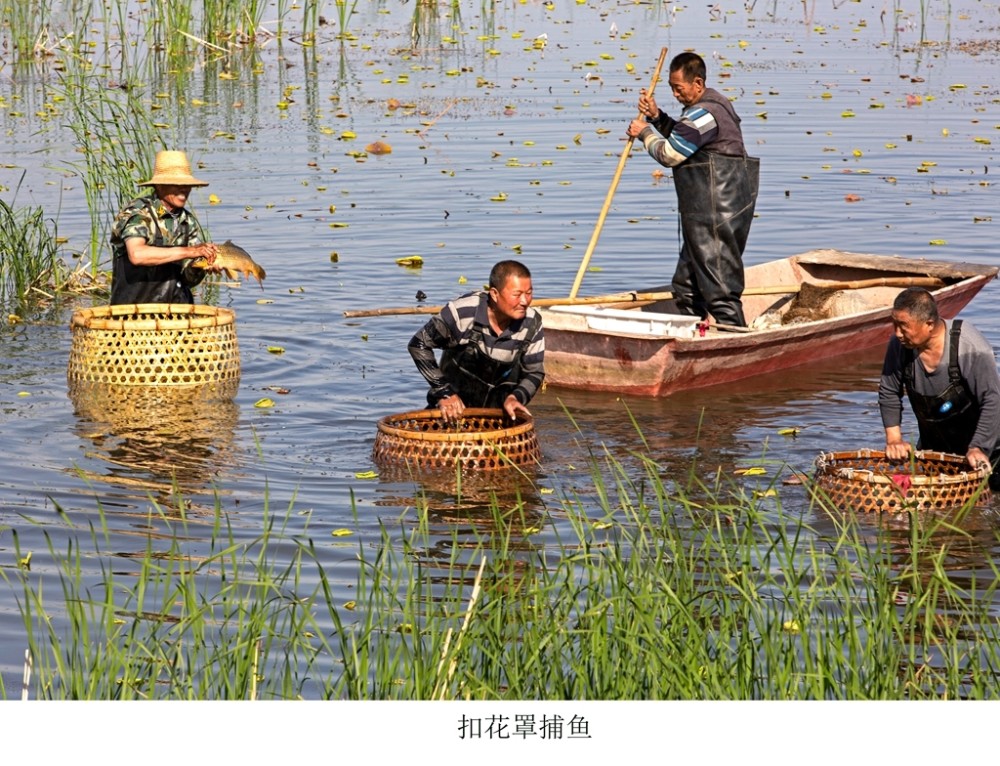 土生土长的水乡人,写了本白洋淀渔猎文化的"百科全书"