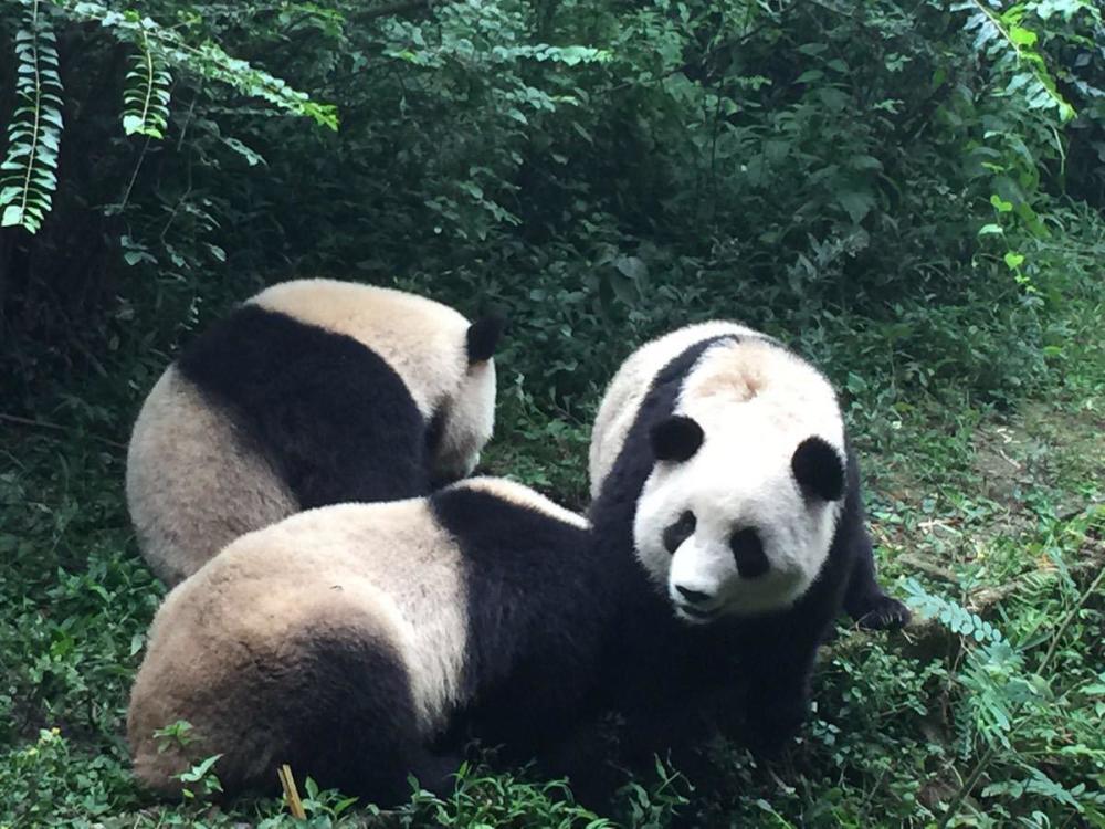 成都旅游必去景点推荐—成都熊猫繁育研究基地#低音号