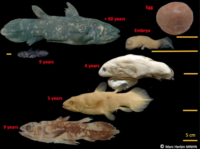 曾被认为已灭绝的巨大"活化石"鱼,却躲在海洋深处活到100岁