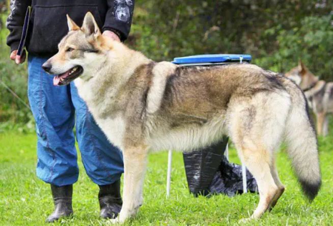 四大最贵的狗排行榜,捷克狼犬有市无价!