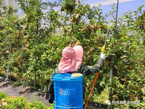 【生产指导】苹果园夏季管理技术要点