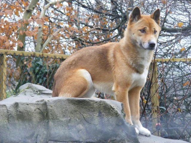 中华田园犬|澳洲野狗|东亚狼|澳大利亚|袋狼