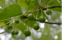 桐油果是油桐树的果实,桐油果含有有毒物质桐子酸(桐酸),如果误食会