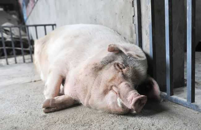 猪坚强被救出后,当地博物馆把猪坚强买过来为它提供了专门的猪圈来