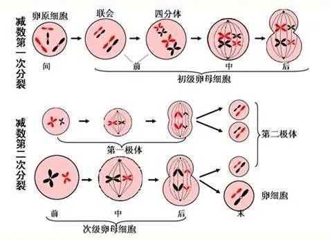 过度的氧化应激影响了卵子的第一次减数分裂,引起卵子以及胚胎发育