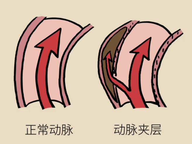 健康新知睡午觉可以增强免疫力吗睡眠和免疫力有什么关系