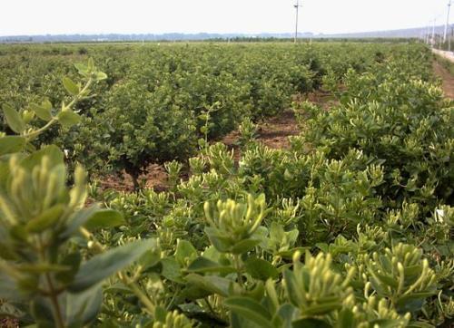 云南耘禾农业金银花种植方法讲述,助农增收