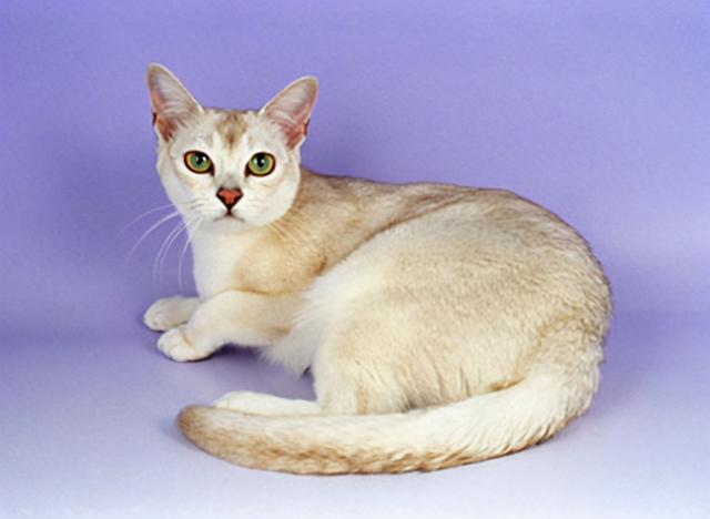 博美拉猫,又叫波米拉猫,是缅甸猫和金吉拉长毛猫杂交的后代,性格温顺