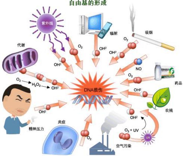 万病之源的自由基