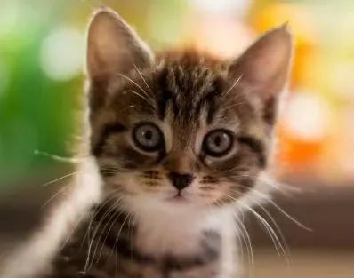 猫咪胃部不适(胃炎)的症状表现以及应对措施