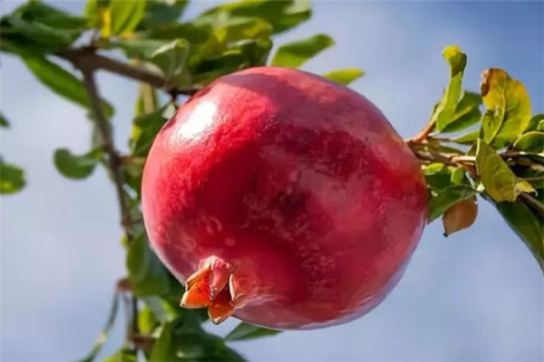 十大高蛋白食物排行榜_高蛋白食物图片(3)